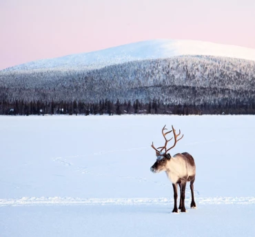 vt-actieblok-370x344-lapland(1)