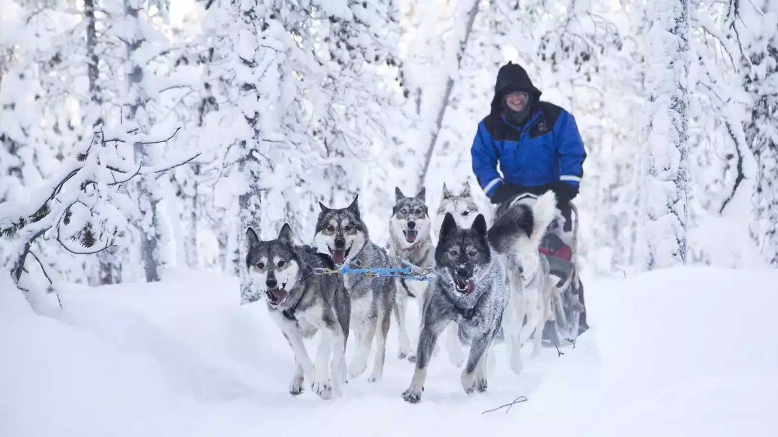 Op pad met husky’s