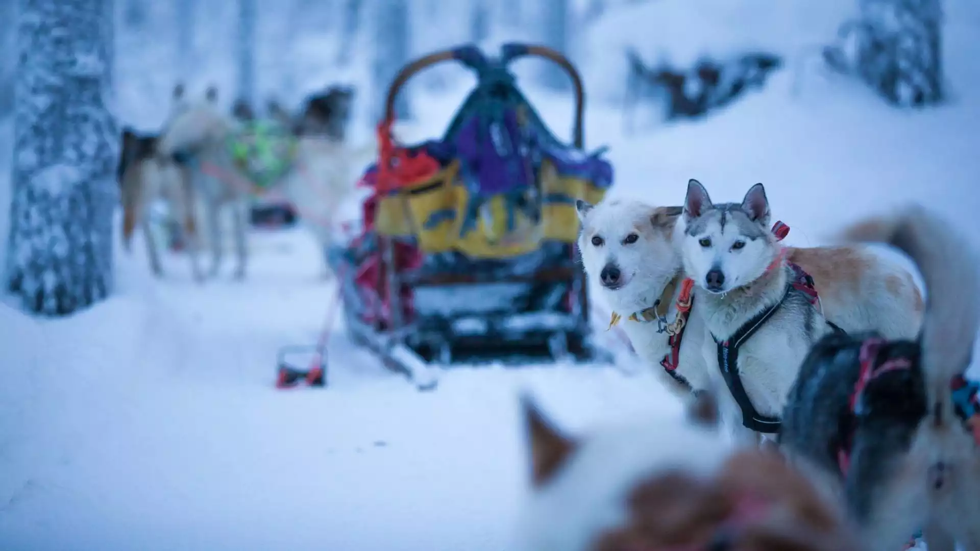 Start van de 2-daagse huskysafari