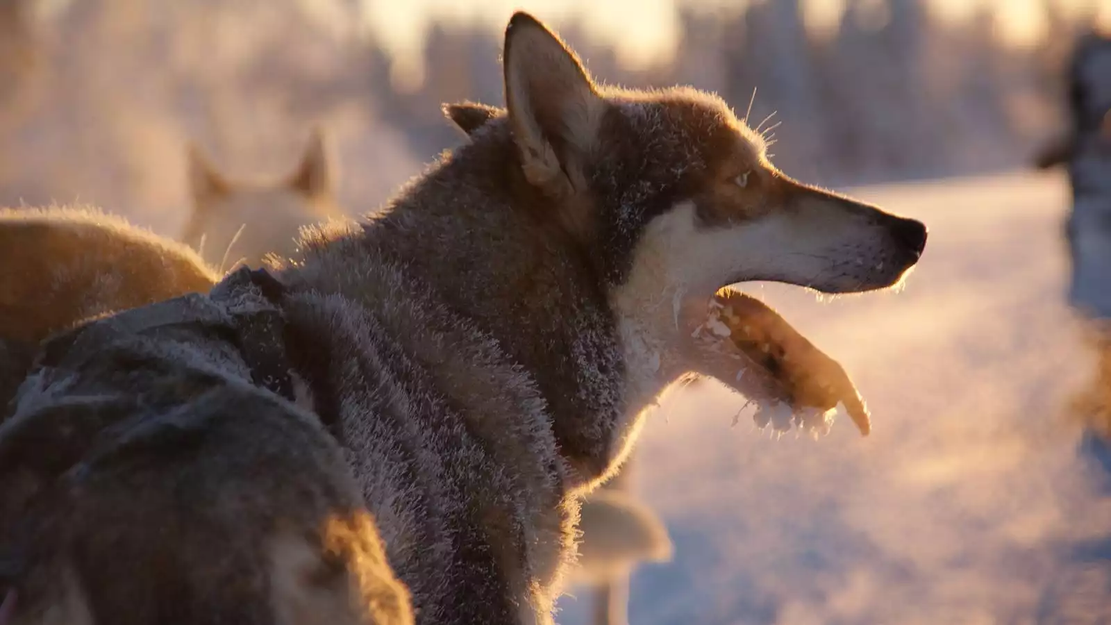 Welkom in Fins Lapland de husky's wachten al op je!