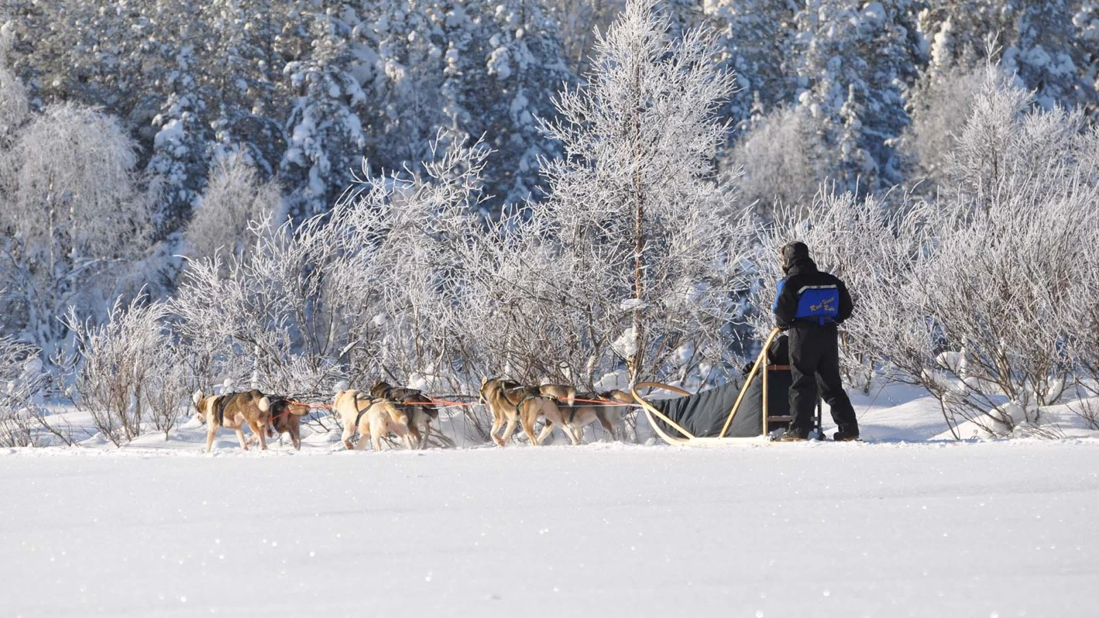 Warm welkom in Lapland met huskysafari en Noorderlicht sledetocht