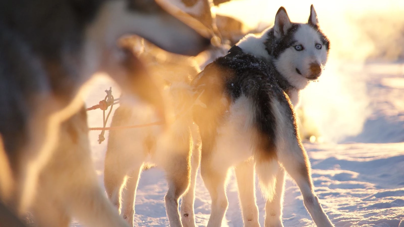 Husky Express!