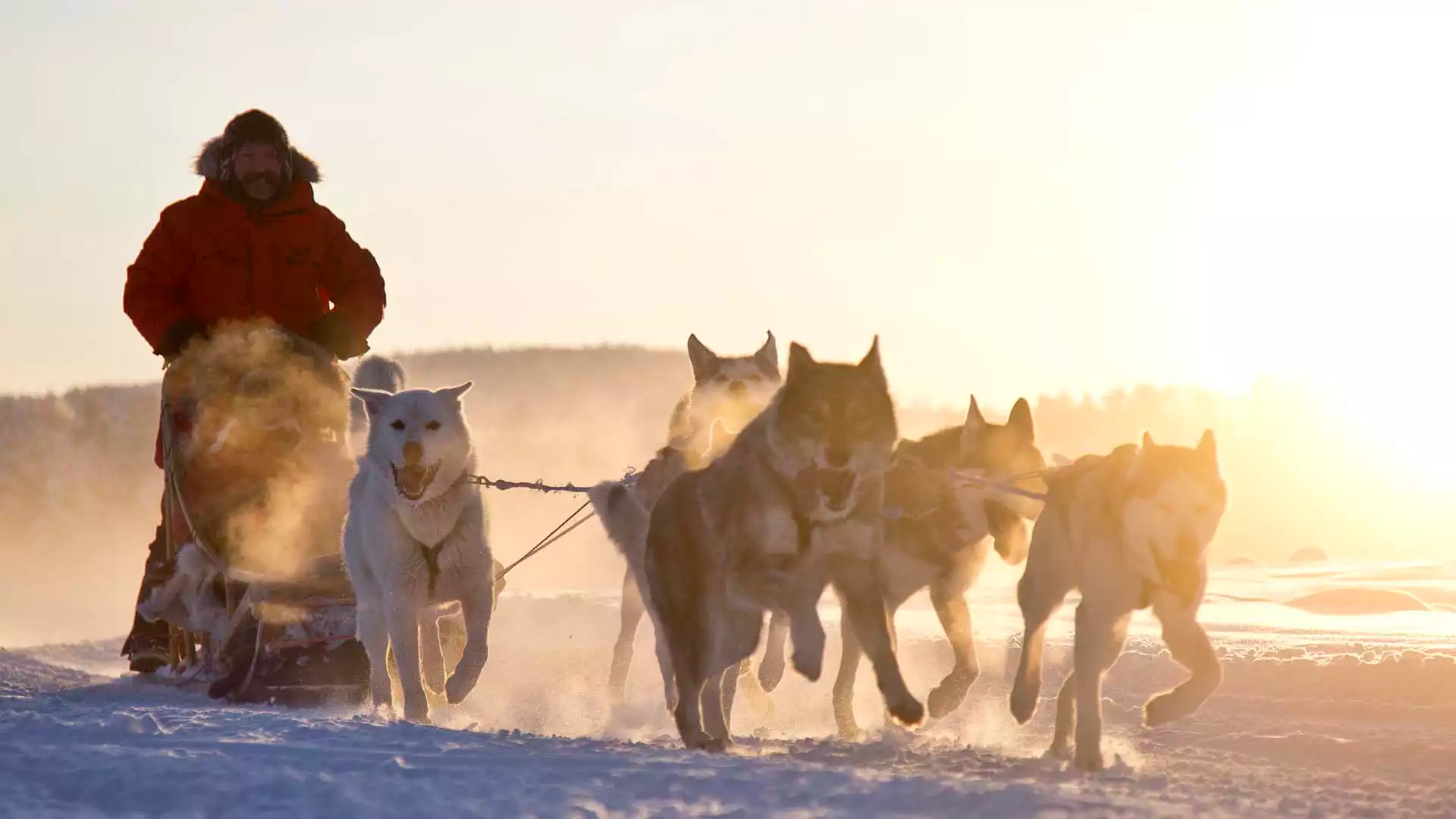 Op pad met de husky's