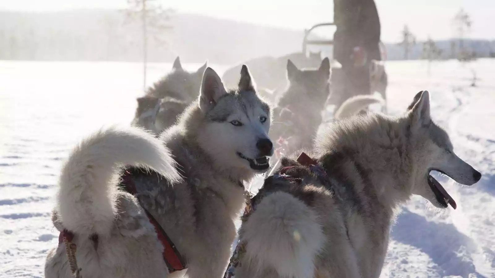 Via de huskyfarm naar Ollila Lomamajat