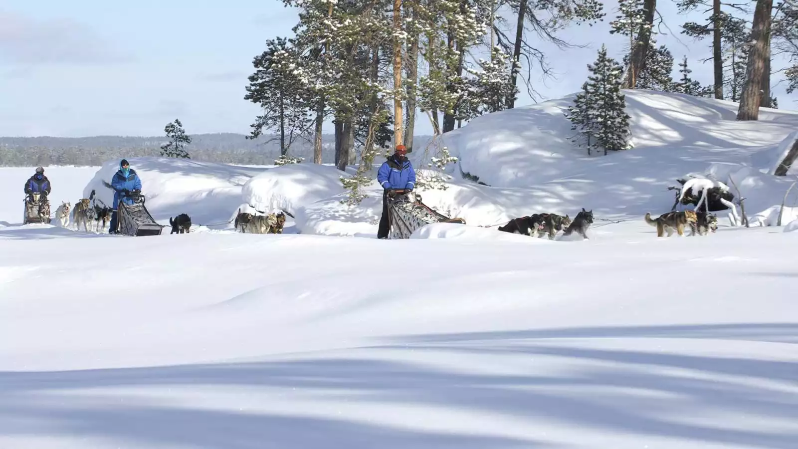 Husky's doen niets liever dan rennen