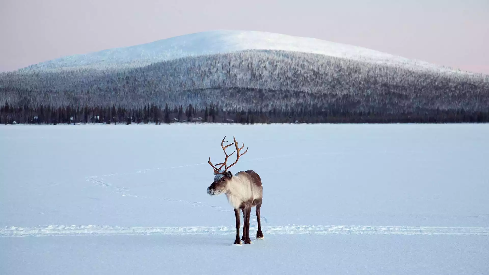 Tervetuloa Lappiin – Welkom in Lapland!