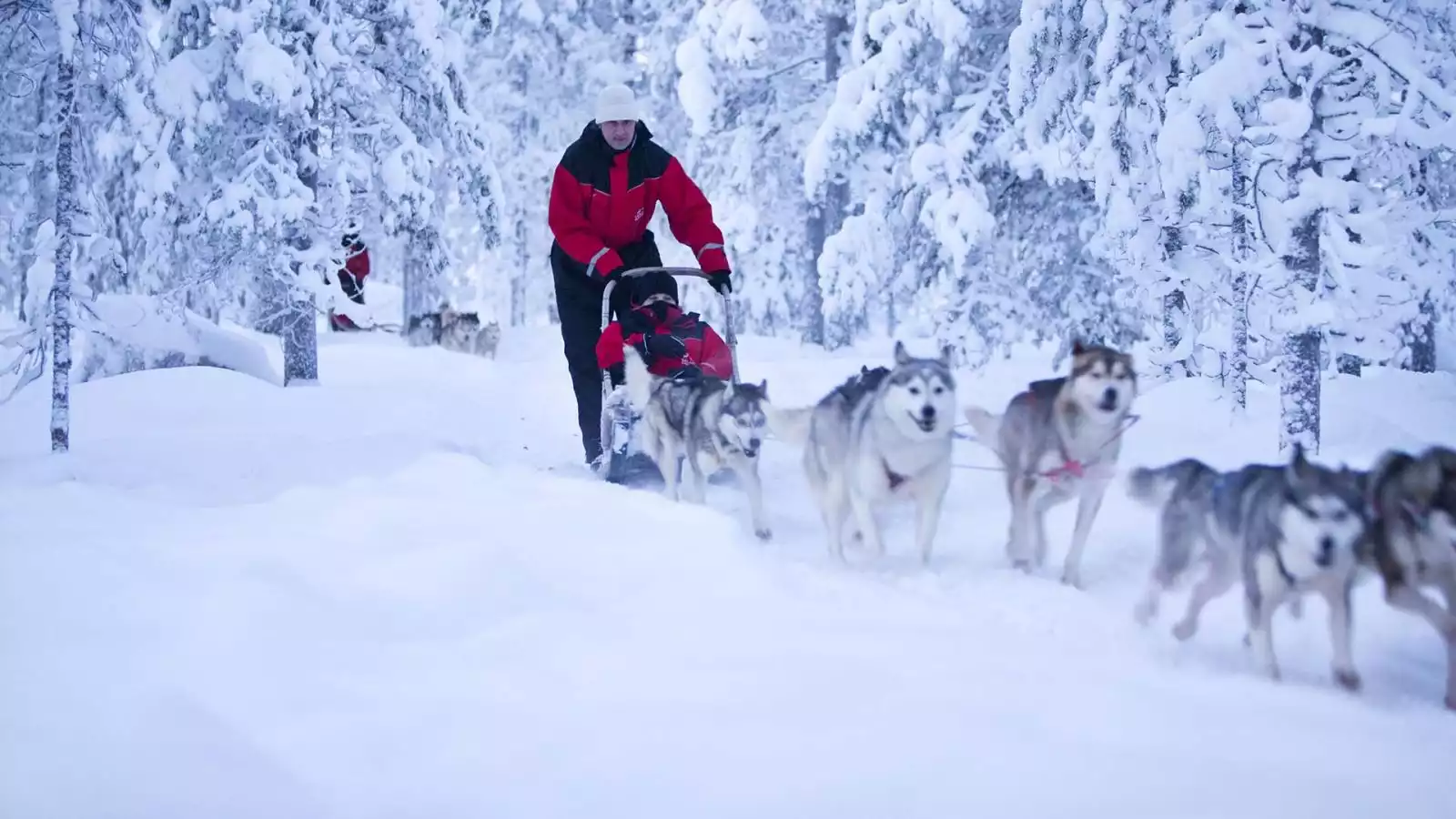 Huskysafari door de bossen