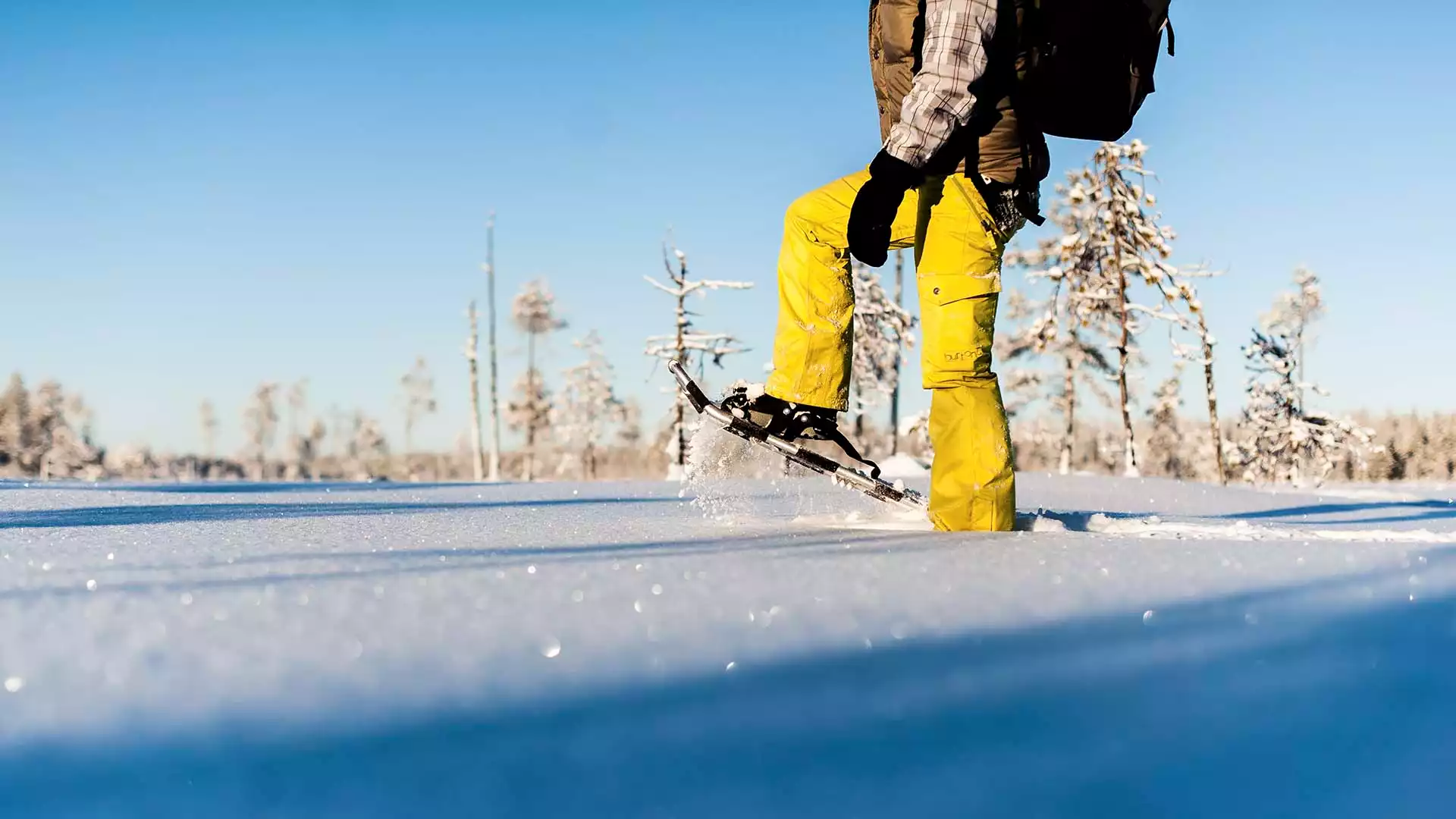 Sneeuwschoenwandelen door de bossen