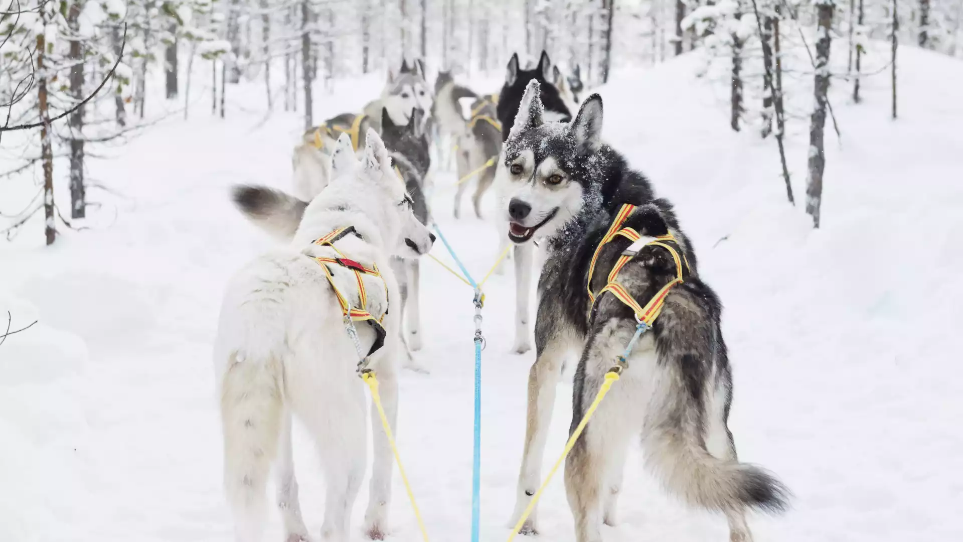 Huskysafari met outdoor lunch