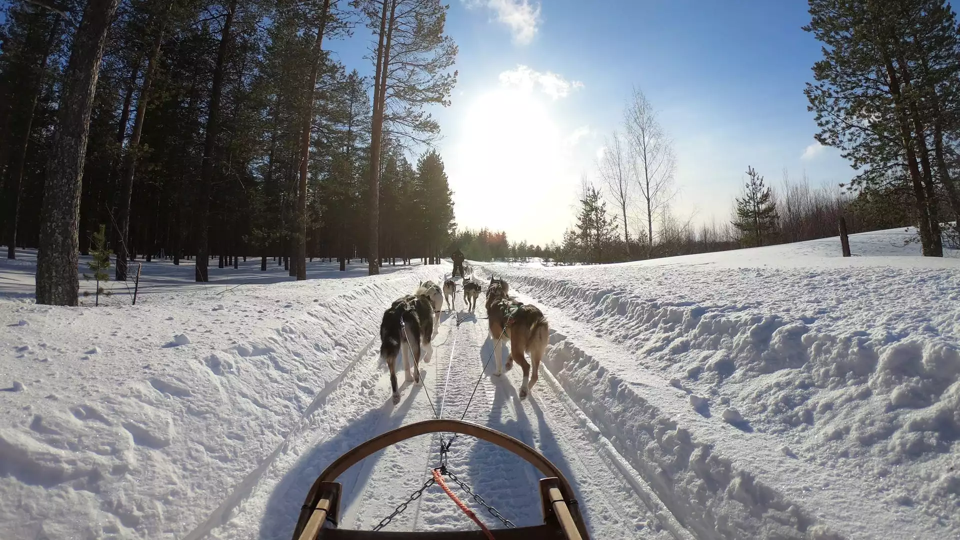 Huskysafari op de Botnische Golf