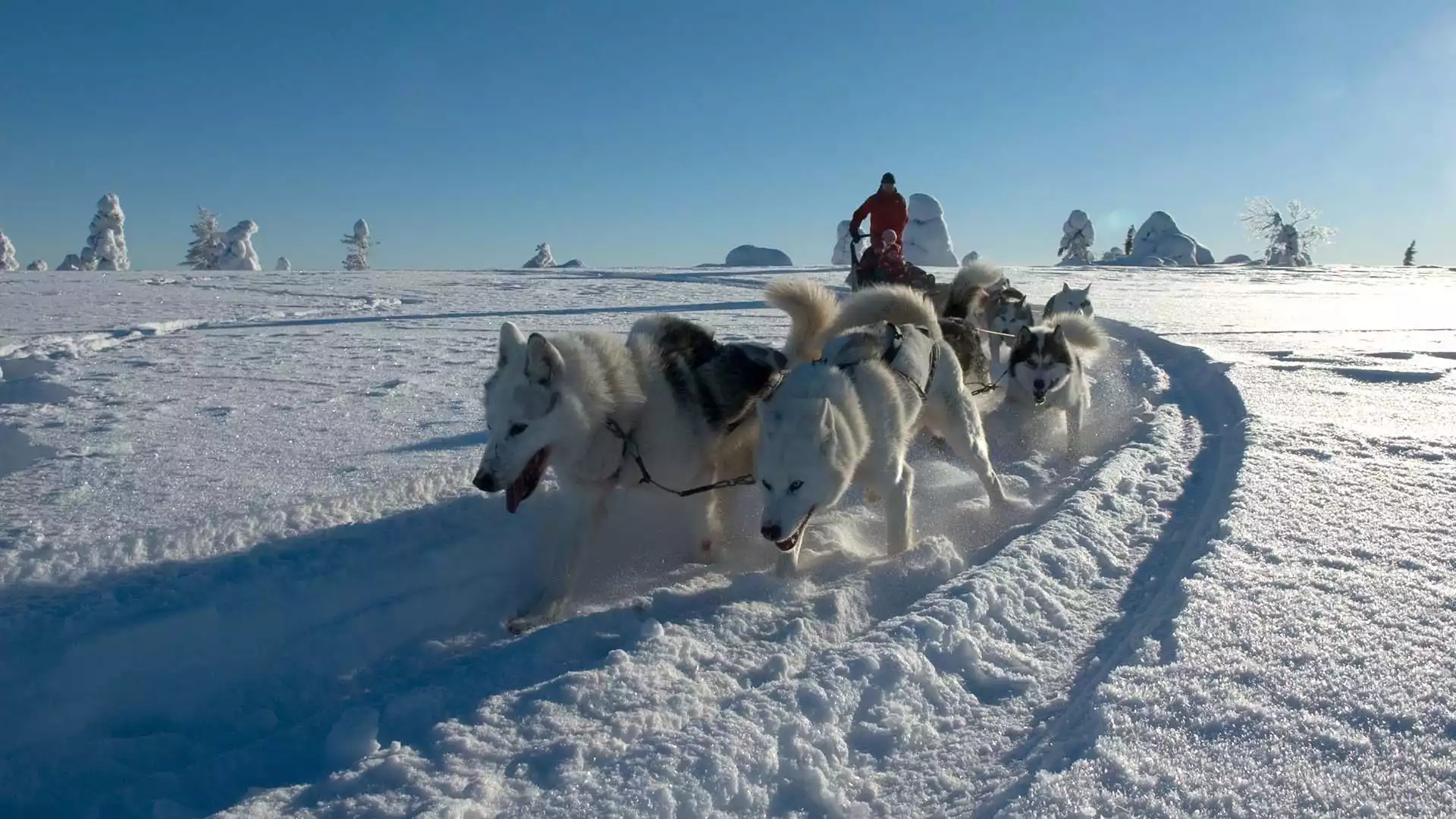 Huskysafari en noorderlicht spotten