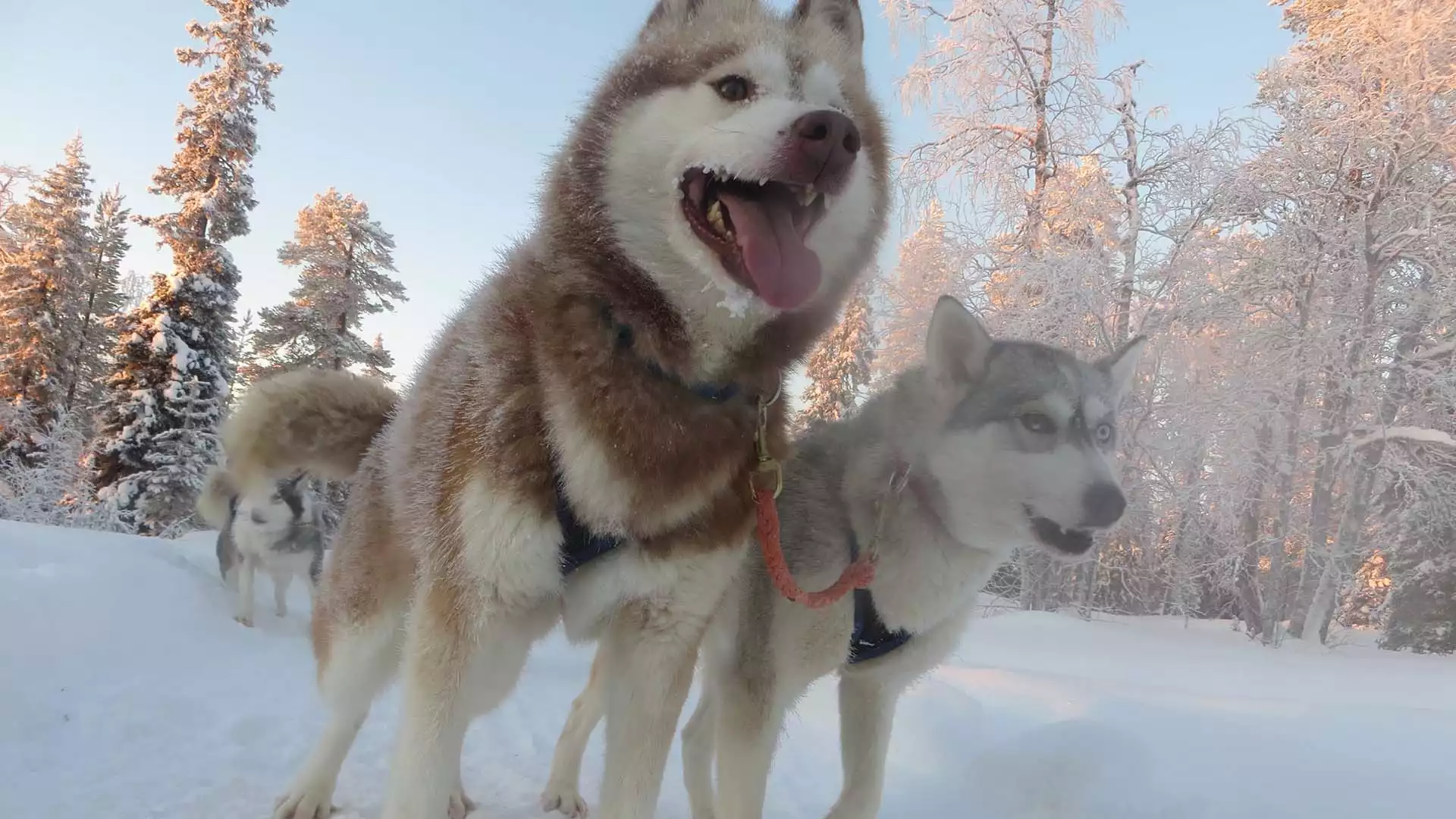 Husky’s en noorderlicht