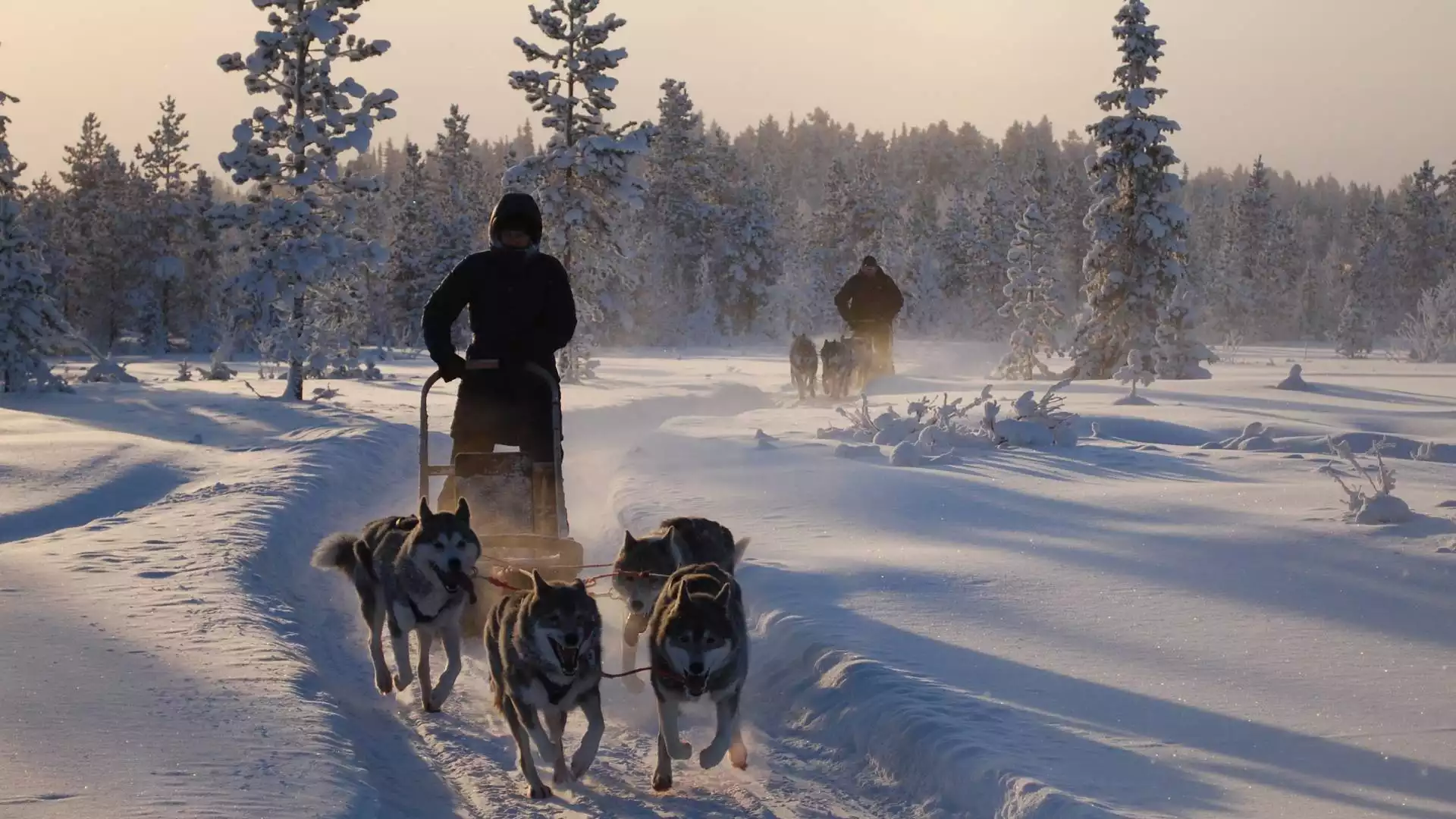 Op pad met de husky’s door de Finse bossen 