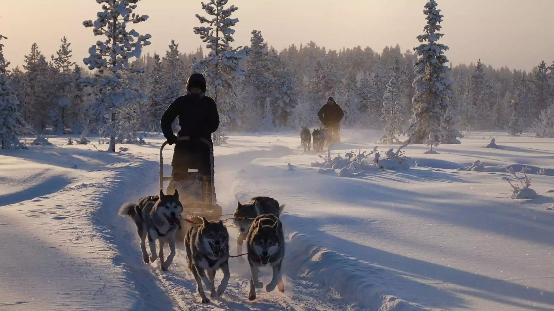 Op pad met de husky’s door de Finse bossen