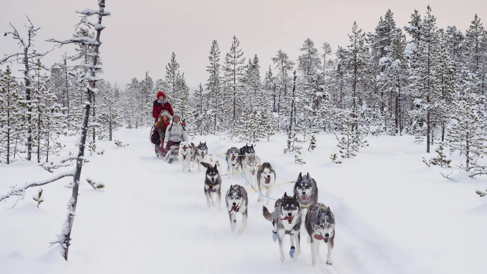 Met de husky’s door de bossen