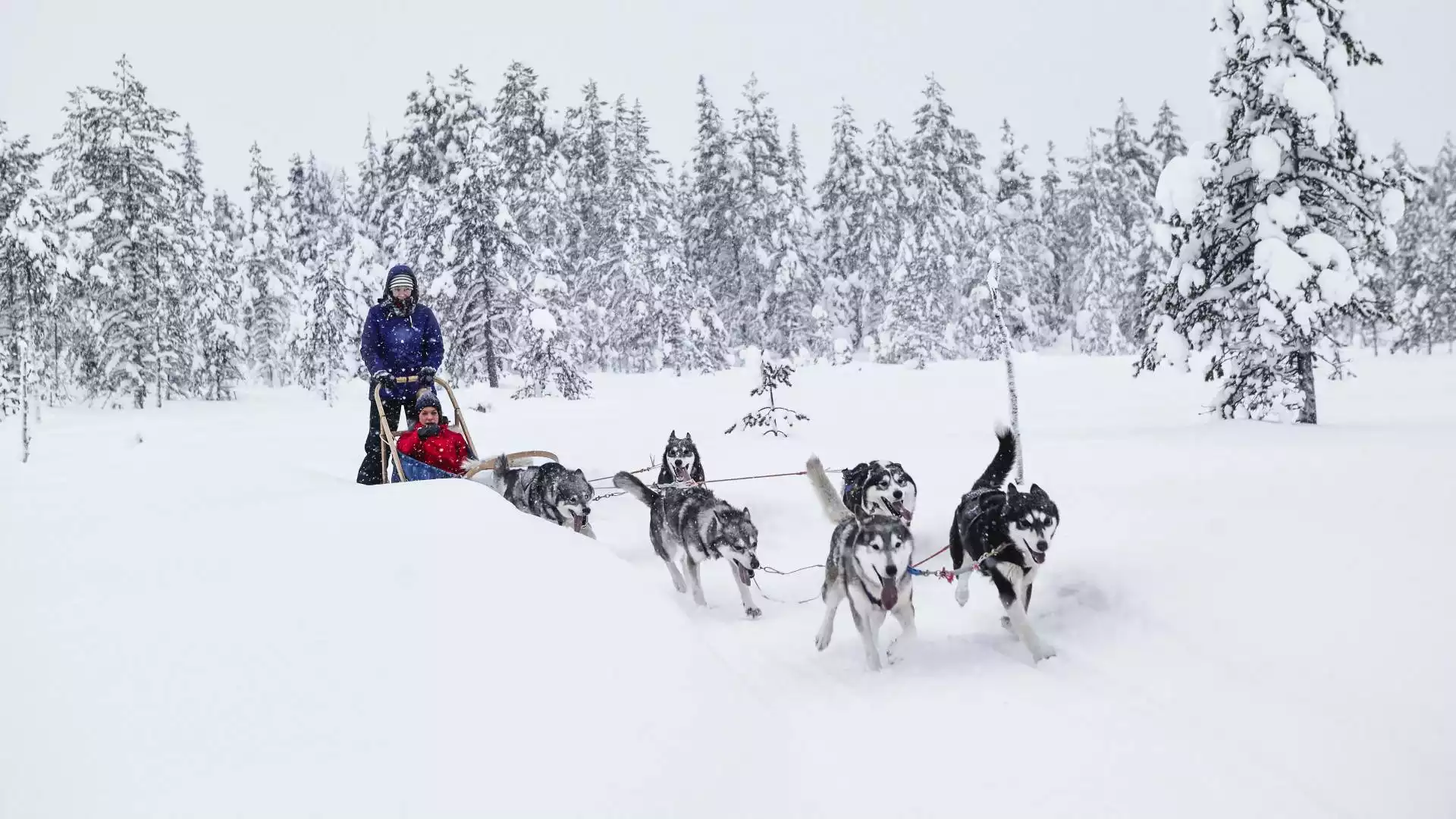 Huskytocht en bezoek rendierfarm