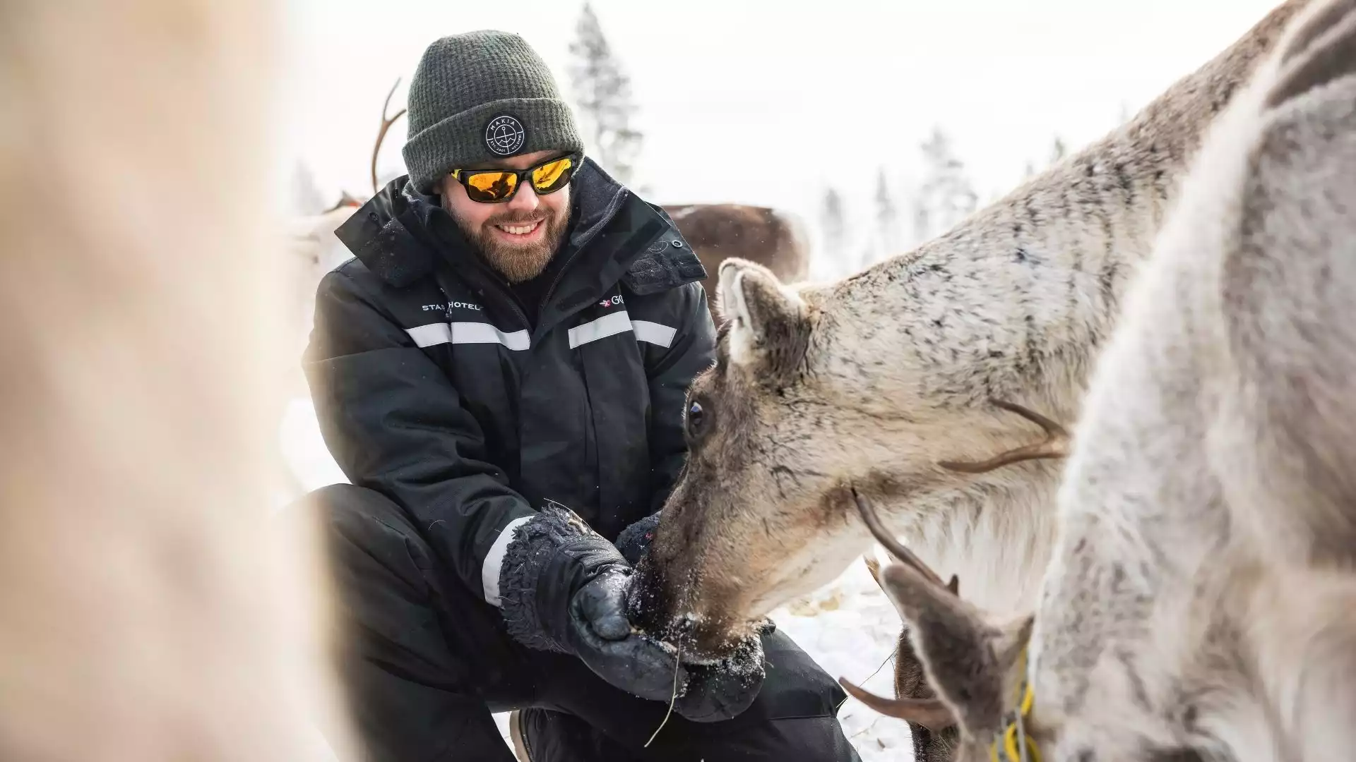 Rendieren ontmoeten en de Sami cultuur ontdekken