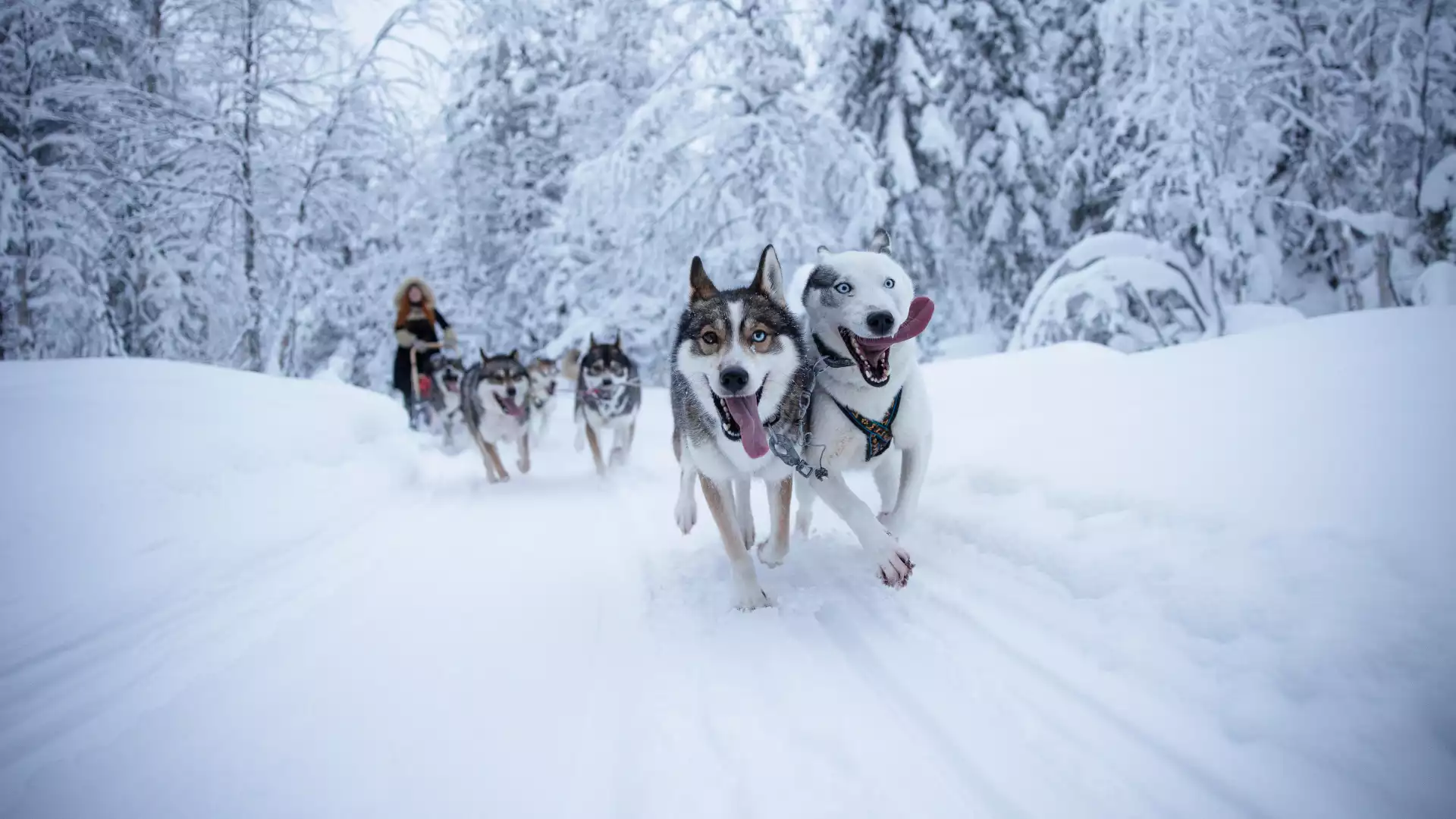 Huskysafari en Laps diner