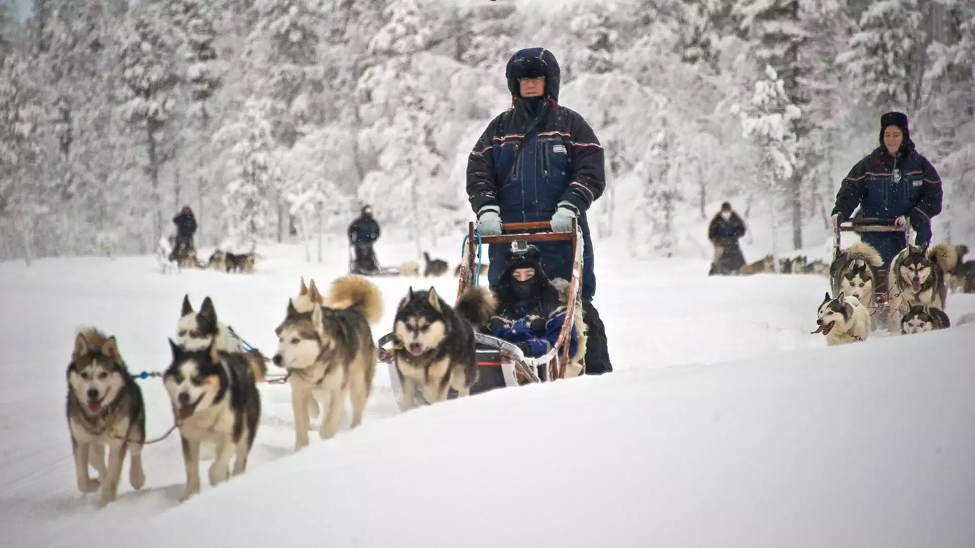 Huskysafari