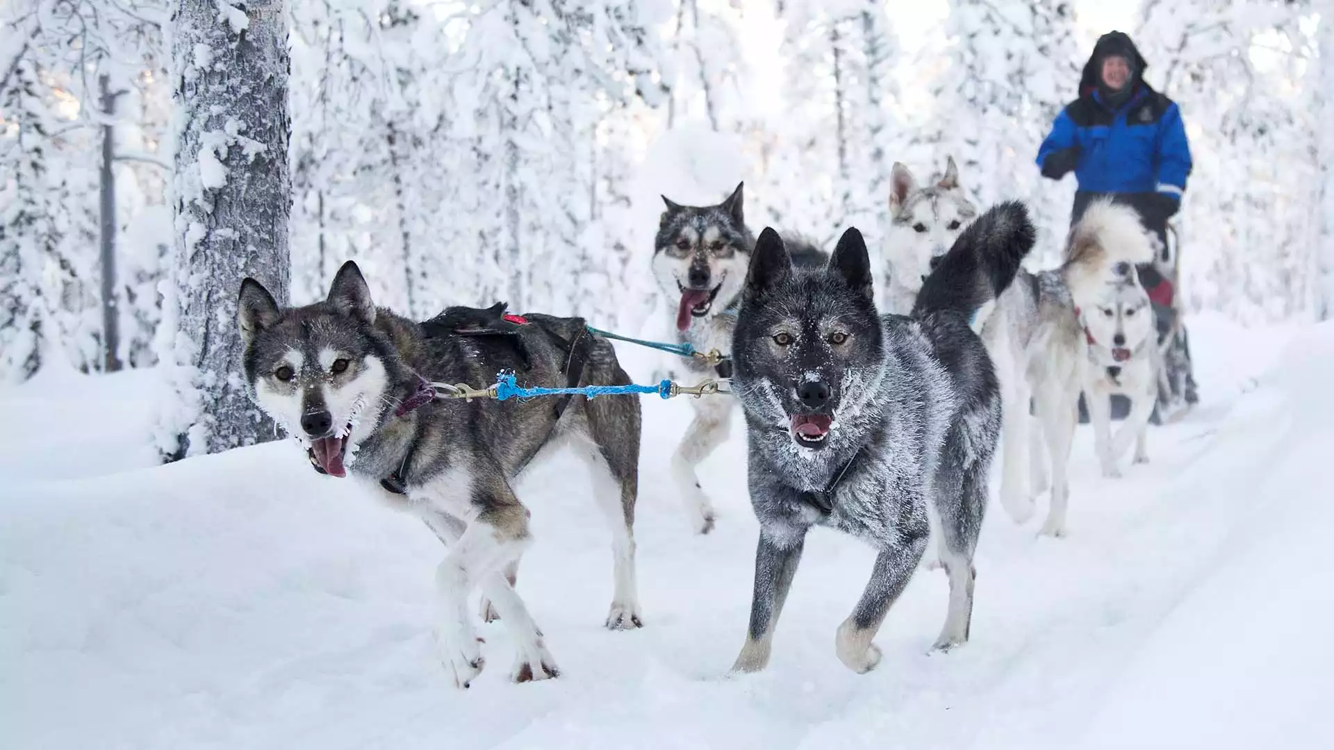 Huskytocht en bezoek aan de rendieren