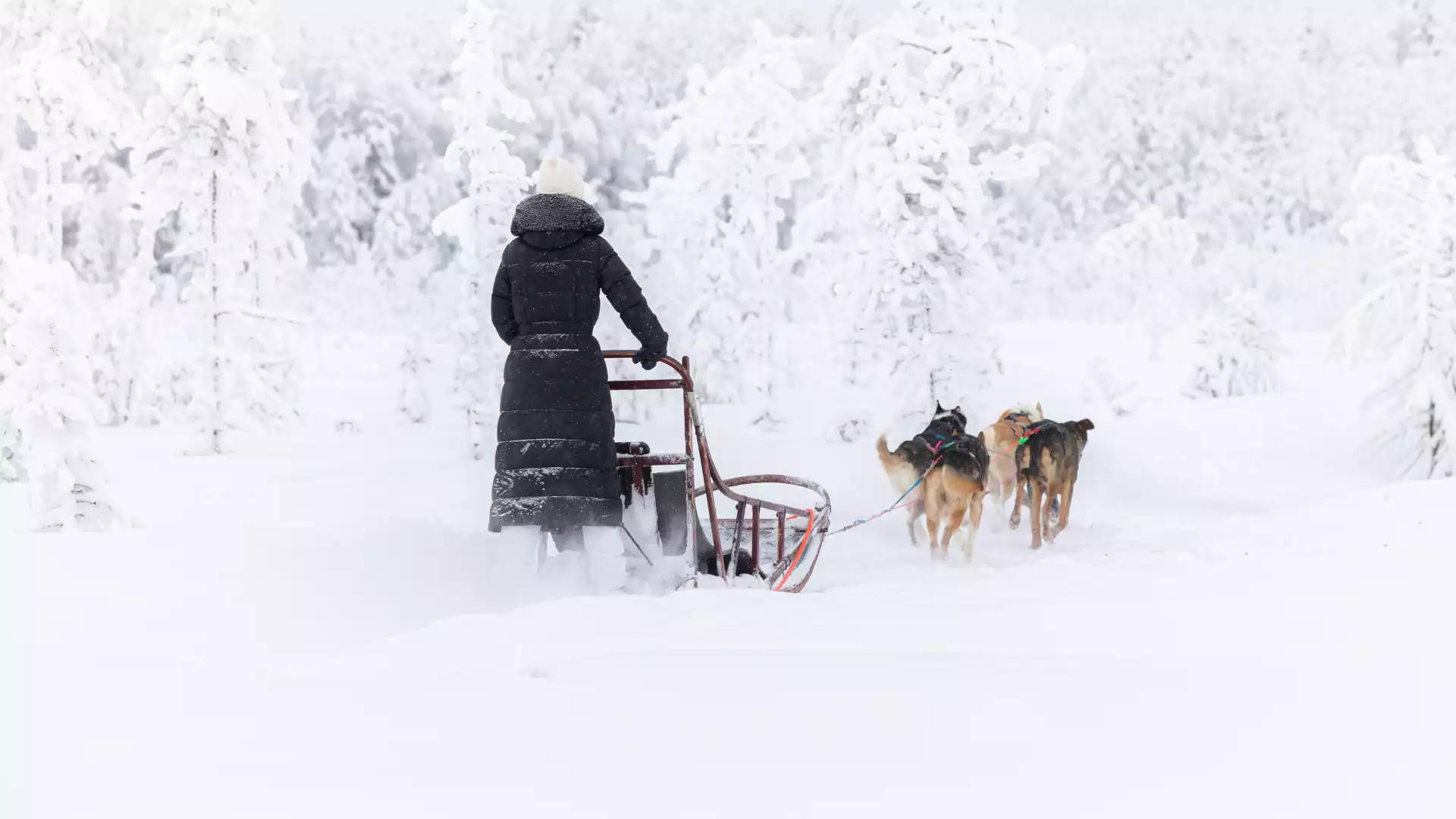 Huskysafari & ontspanning op het eiland