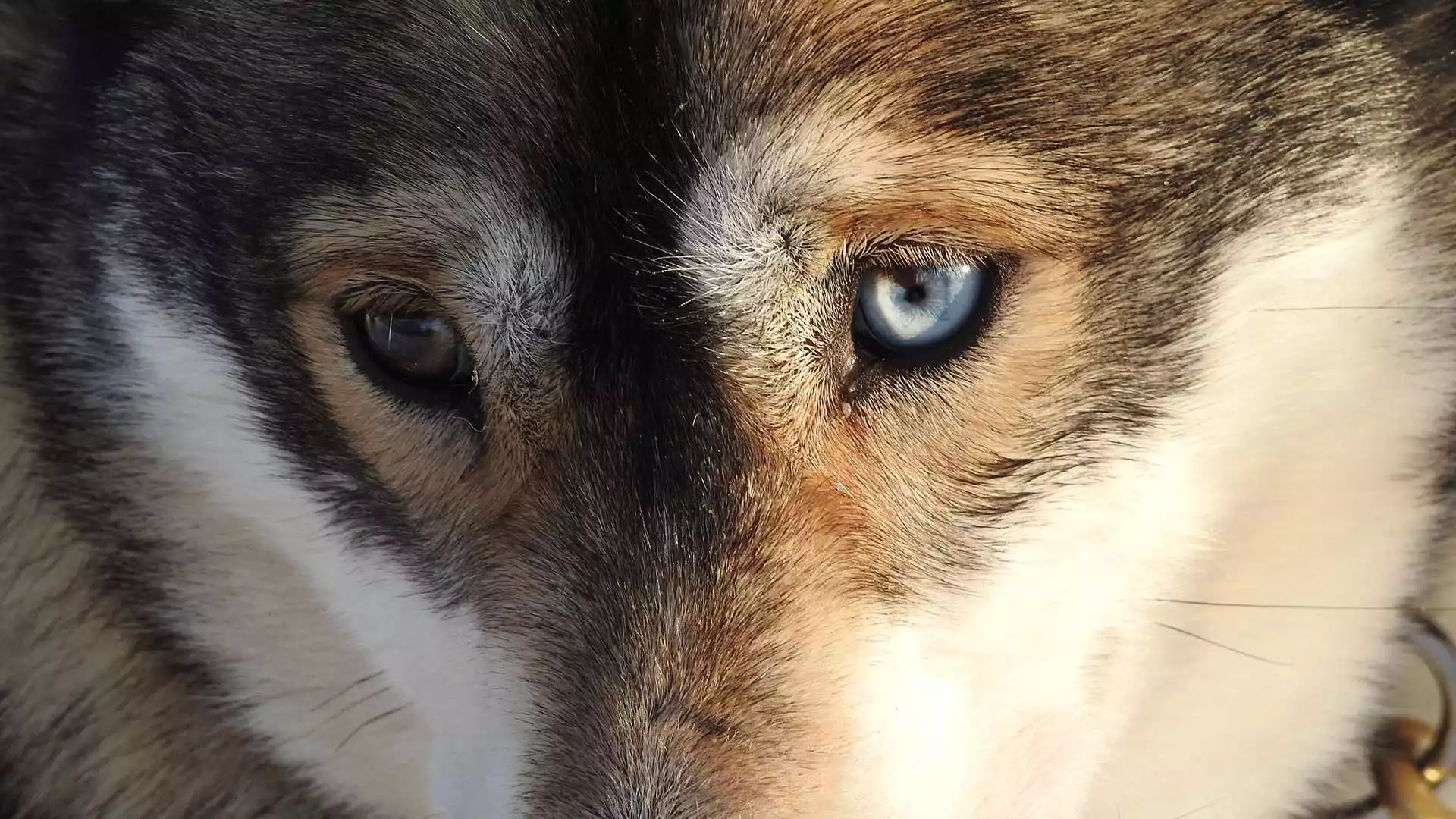 Met de husky's door de Lapse wildernis