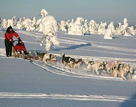 luosto-middag-huskys