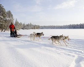 yllashumina-hele-dag-huskysafari