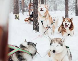 grano-huskysafari-2