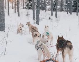 grano-huskysafari-noorderlicht