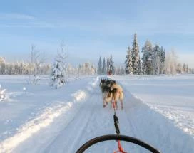 husky-safari-10-km-exursie-saariselka