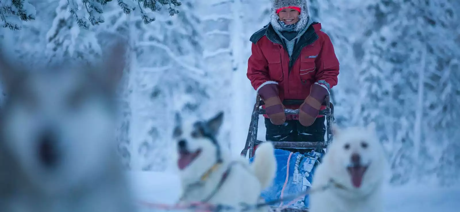 Husky- en sneeuwavontuur Best of Lapland