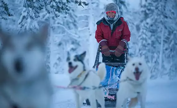 Husky- en sneeuwavontuur Best of Lapland