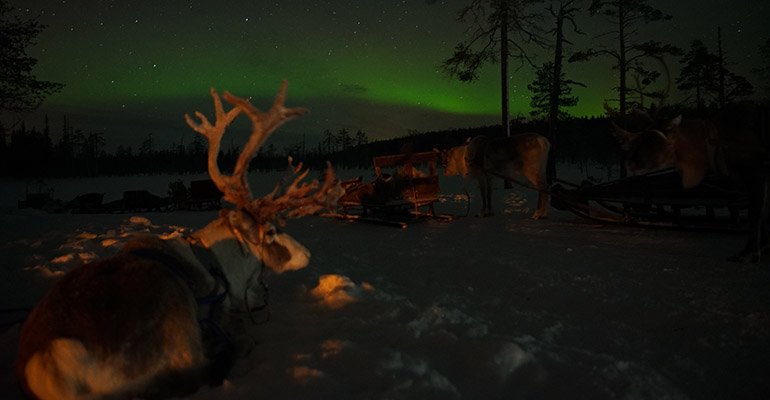 rendier noorderlicht lapland